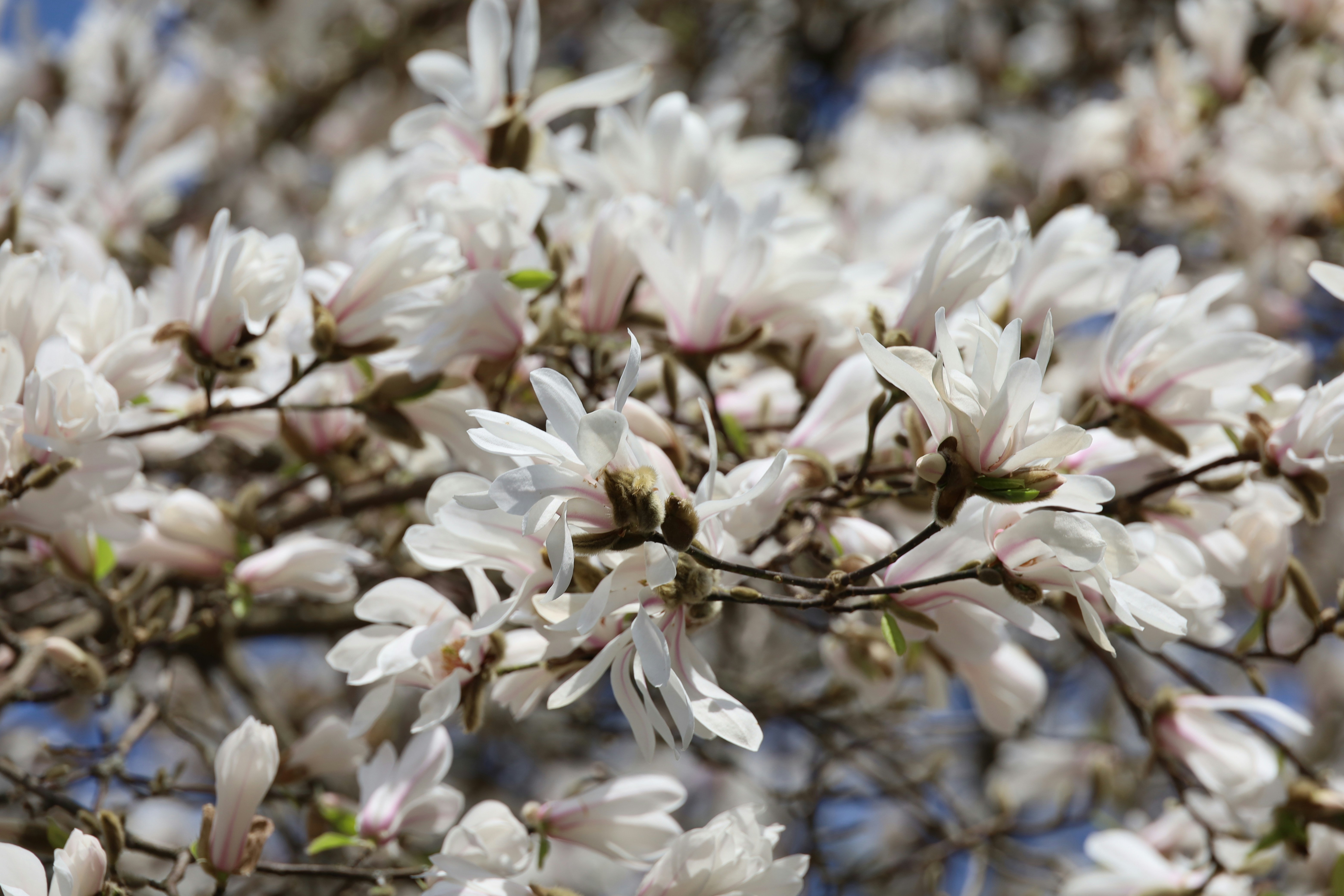 A Poem About Flowers post featured image